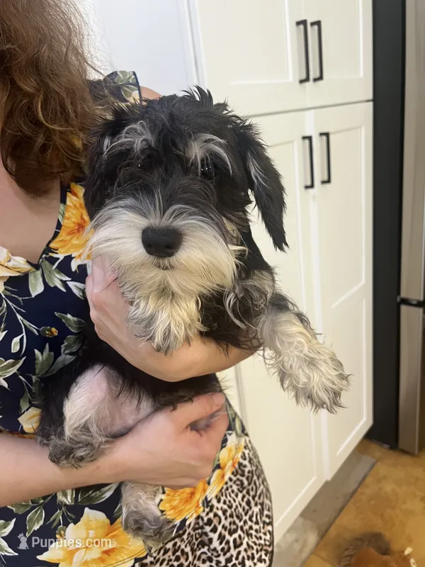 Casanova  – Miniature Schnauzer puppy for sale in Sarasota, FL