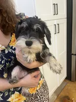 Casanova , a male Miniature Schnauzer for sale in Sarasota, FL – 1 of 1