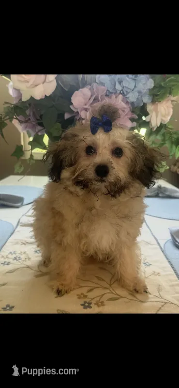 Piccolo – Maltipoo puppy for sale in Sarasota, FL