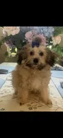 Piccolo, a male Maltipoo for sale in Sarasota, FL – 1 of 1