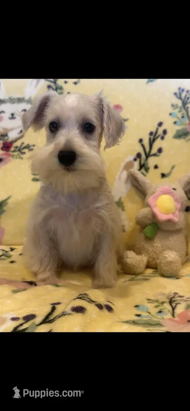 Bella  – Miniature Schnauzer puppy for sale in Sarasota, FL