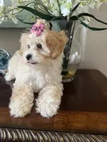 Poppy, a male Maltipoo for sale in Sarasota, FL – Photo 7 of 8