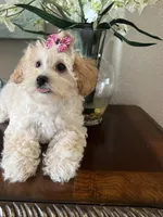 Poppy, a male Maltipoo for sale in Sarasota, FL – Photo 6 of 8