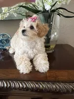 Poppy, a male Maltipoo for sale in Sarasota, FL – Photo 1 of 8