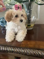 Poppy, a male Maltipoo for sale in Sarasota, FL – Photo 8 of 8