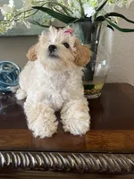 Poppy, a male Maltipoo for sale in Sarasota, FL – Photo 4 of 8