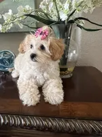 Poppy, a male Maltipoo for sale in Sarasota, FL – Photo 2 of 8