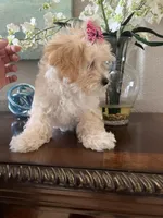 Poppy, a male Maltipoo for sale in Sarasota, FL – Photo 3 of 8