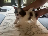 Lucky, a male Shih Tzu for sale in Sarasota, FL – 3 of 3