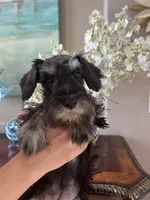 Casanova, a male Miniature Schnauzer for sale in Sarasota, FL – Photo 3 of 5