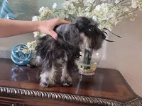 Casanova, a male Miniature Schnauzer for sale in Sarasota, FL – Photo 4 of 5