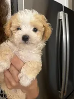 Gizmo, a male Maltipoo for sale in Sarasota, FL – 1 of 2