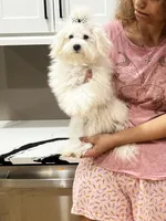 Casper, a male Maltipoo for sale in Sarasota, FL – 1 of 2