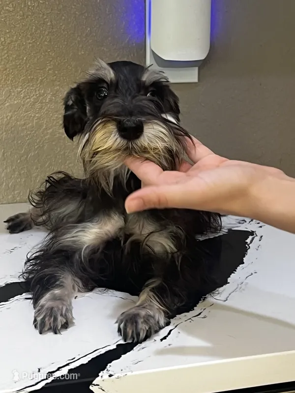 Trixie – Miniature Schnauzer puppy for sale in Sarasota, FL