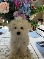 Teddy bear , a male Maltipoo for sale in Sarasota, FL – 1 of 1
