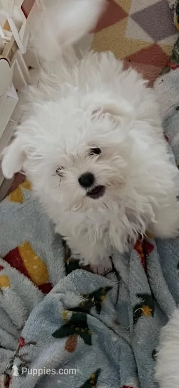 Tootles – Maltipoo puppy for sale in Sarasota, FL