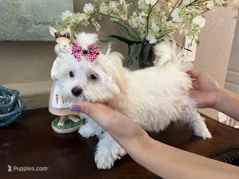 Tootles – Maltipoo puppy for sale in Sarasota, FL