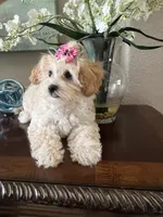 Giavanie, a male Maltipoo for sale in Sarasota, FL – Photo 1 of 6