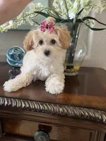 Giavanie, a male Maltipoo for sale in Sarasota, FL – Photo 4 of 6