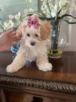 Giavanie, a male Maltipoo for sale in Sarasota, FL – Photo 2 of 6