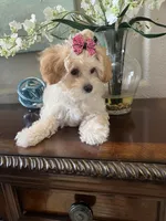 Giavanie, a male Maltipoo for sale in Sarasota, FL – Photo 6 of 6