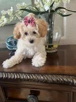Giavanie, a male Maltipoo for sale in Sarasota, FL – Photo 3 of 6