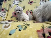 Cutie pie, a male Maltese and Poodle - Toy  for sale in Sarasota, FL – 1 of 5
