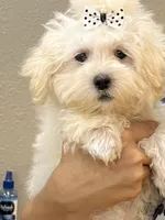 Snoopy , a male Maltipoo for sale in Sarasota, FL – 4 of 4