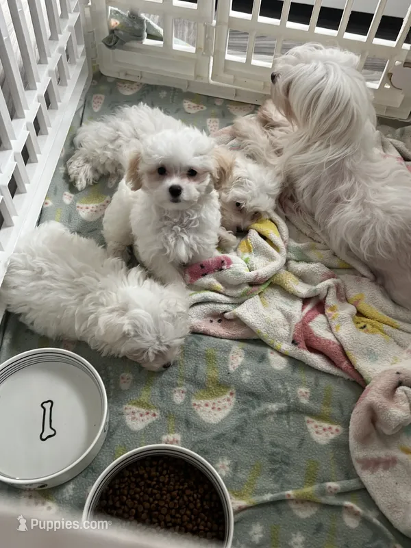 Sweety  Pie – Maltipoo puppy for sale in Sarasota, FL