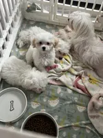 Sweety  Pie, a male Maltipoo for sale in Sarasota, FL – 1 of 1