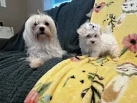 Cutie pie, a male Maltese and Poodle - Toy  for sale in Sarasota, FL – 3 of 5
