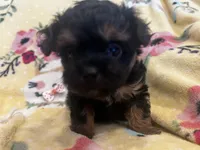Joy, a female Maltipoo for sale in Sarasota, FL – 1 of 3
