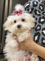 Prissy, a female Maltipoo for sale in Sarasota, FL – Photo 2 of 3