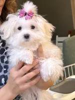 Prissy, a female Maltipoo for sale in Sarasota, FL – Photo 1 of 3