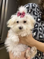 Prissy, a female Maltipoo for sale in Sarasota, FL – Photo 3 of 3