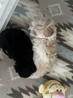 Darling, a female Maltese and Poodle - Toy  for sale in Sarasota, FL – 4 of 5