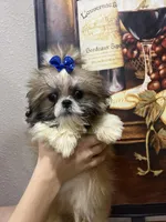 Stalone, a male Shih Tzu for sale in Sarasota, FL – Photo 1 of 5