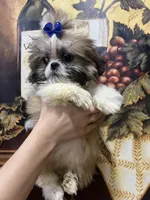 Stalone, a male Shih Tzu for sale in Sarasota, FL – Photo 4 of 5