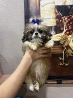 Stalone, a male Shih Tzu for sale in Sarasota, FL – Photo 5 of 5