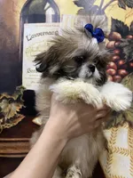 Stalone, a male Shih Tzu for sale in Sarasota, FL – Photo 2 of 5