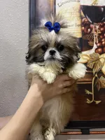 Stalone, a male Shih Tzu for sale in Sarasota, FL – Photo 3 of 5
