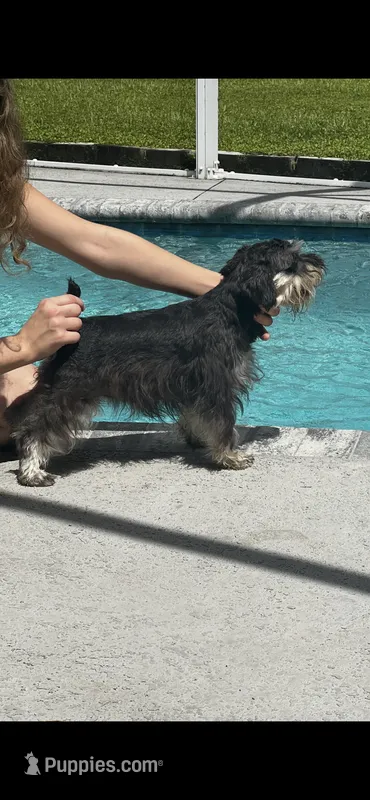 Ms. Diamond  – Miniature Schnauzer puppy for sale in Sarasota, FL