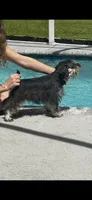 Ms. Diamond , a female Miniature Schnauzer for sale in Sarasota, FL – 1 of 2