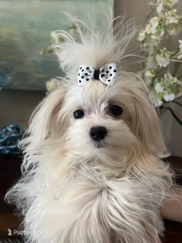 Prince – Maltese puppy for sale in Sarasota, FL