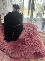 Tootsie , a female Maltese and Poodle - Toy  for sale in Sarasota, FL – 1 of 1