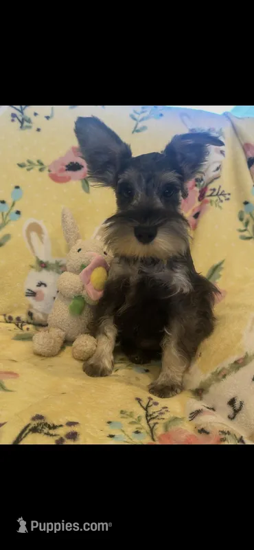Scooby jr  – Miniature Schnauzer puppy for sale in Sarasota, FL
