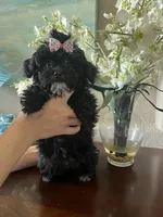 Summer, a female Yorkipoo for sale in Sarasota, FL – 1 of 5
