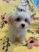Cutie pie, a male Maltese and Poodle - Toy  for sale in Sarasota, FL – 4 of 5