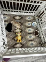 Darling, a female Maltese and Poodle - Toy  for sale in Sarasota, FL – 5 of 5