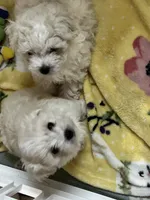 Scooby, a male Maltese and Poodle - Miniature  for sale in Sarasota, FL – 2 of 2